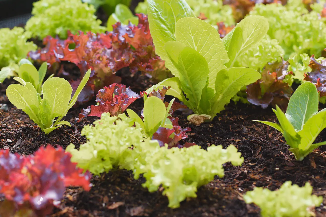 The Different Types Of Lettuce